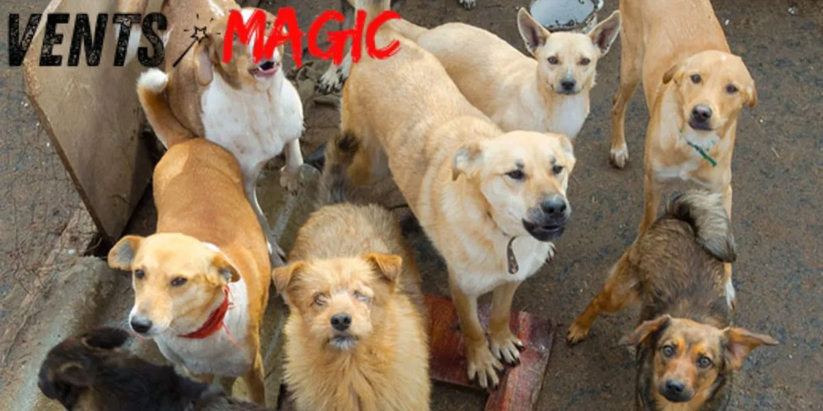 175 dogs rescue from hoarders in mississippi 2011